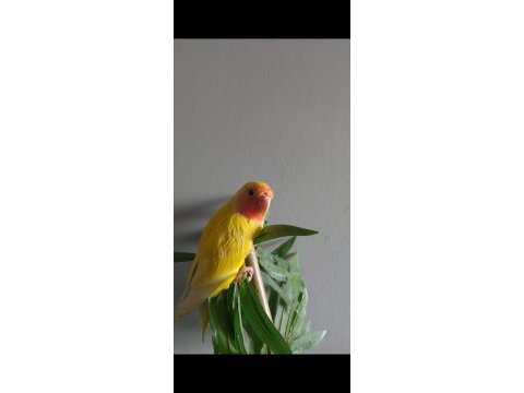 4 aylık yavru el besleme büyüdü full evcil sevda papağanı