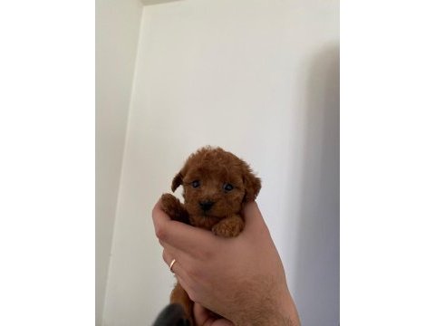 16 kasım doğumlu toy poodle