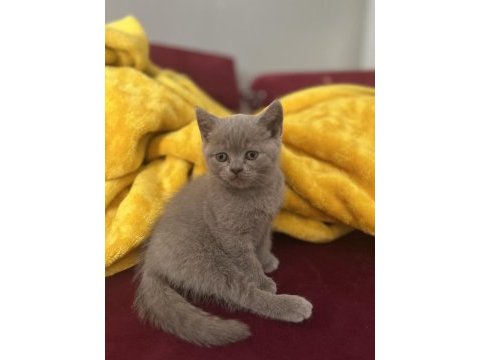 Erkek british shorthair