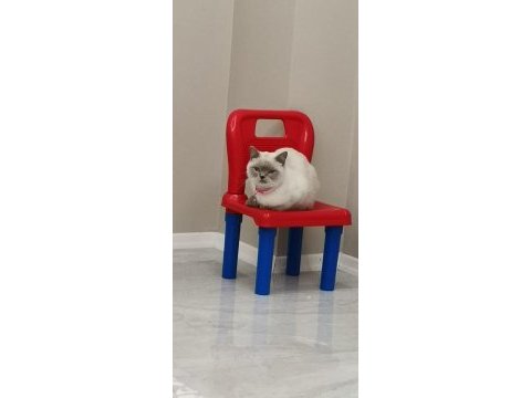 Kedimiz miayı sahiplendireceğiz