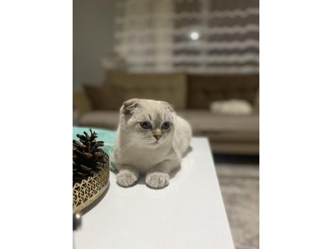 6 aylık british shorthair