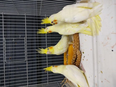 45 günlük el besleme sultan papağanı bebekler