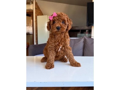 Dişi erkek poodle