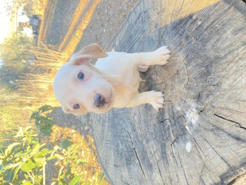 Kısa bacak safkan jack russell