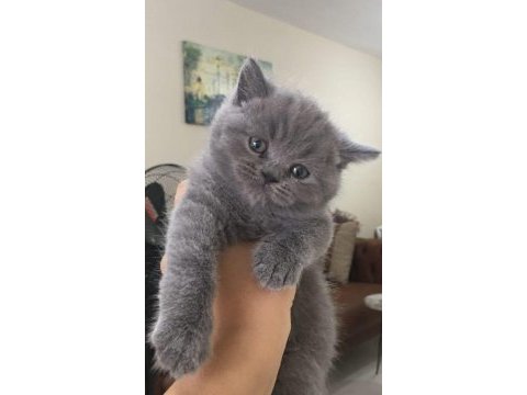 British shorthair (erkek)