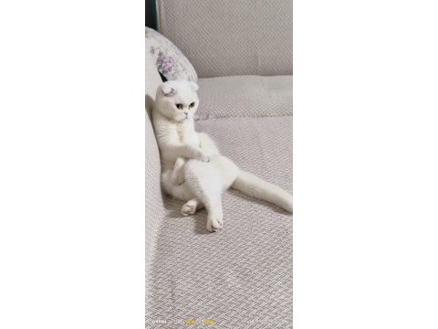 Acil sahiplendirilecek dişi scottish fold