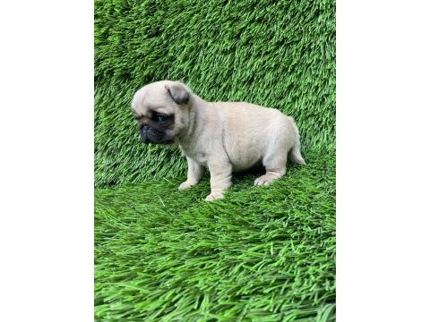 Pug mops muhteşem güzeller