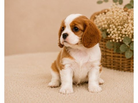 Safkan cavalier king charles