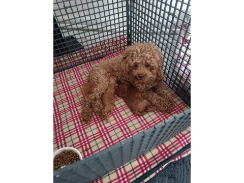 Sahibinden toy poodle köpeği