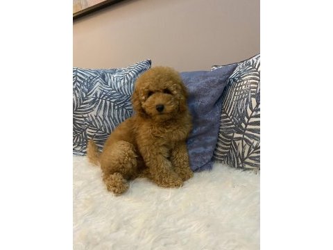 Minyatür poodle orijinal