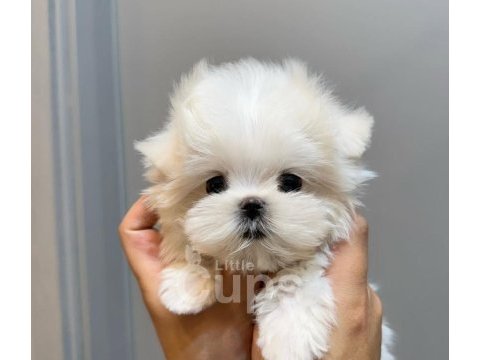 Micro boy morkie bebekler ev ortamı (uygun)