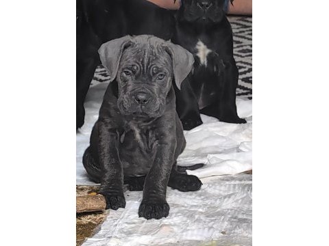 Cane corso fcı kıf a scrli grant türkiye şampiyonu yavruları