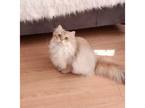 British longhair lilak golden erkek sevimli cana yakın