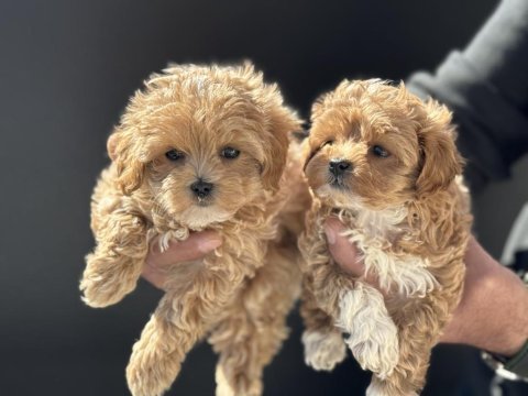 Ankarada ziyarete açık aşılı pasaportlu kore maltipoo