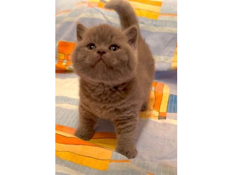 Blue british shorthair yavrularımız