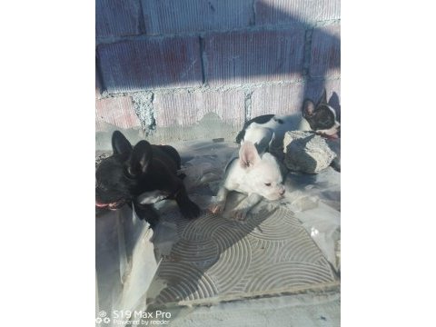 French bulldog yavrularımıza yuva arıyoruz