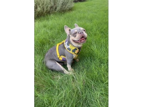 Lilac tan quad erkek french bulldog