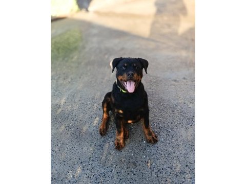 4 aylık dişi rottweiler