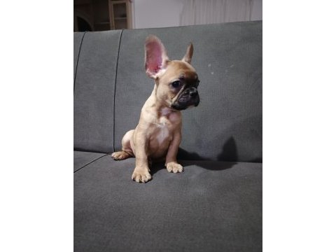 French bulldog dişi