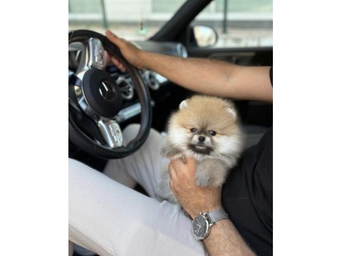 Pomeranian boo köpekler