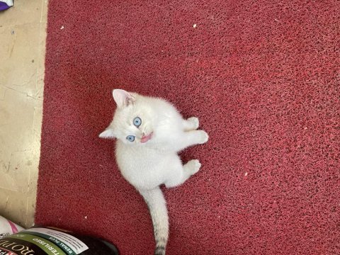 British shorthair erkek