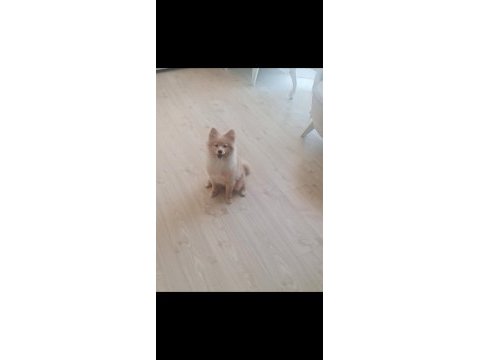 9-11 aylık tilki surat dişi pomeranian