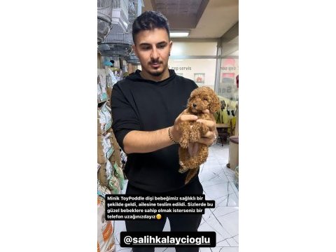 Üst kalite toy poodle yavrular