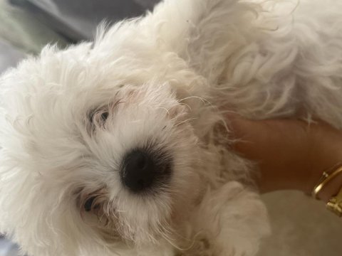 Korekan maltese terrier