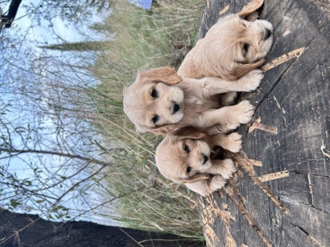 Safkan cocker köpekler