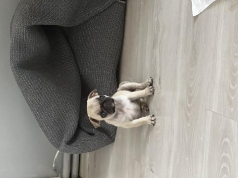 Pug yavrusu 3 aylık saf kan tuvalet eğitimli