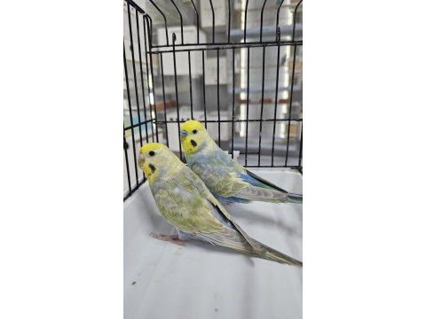 10 takım rengarenk raınbow muhabbet kuşu takımlar