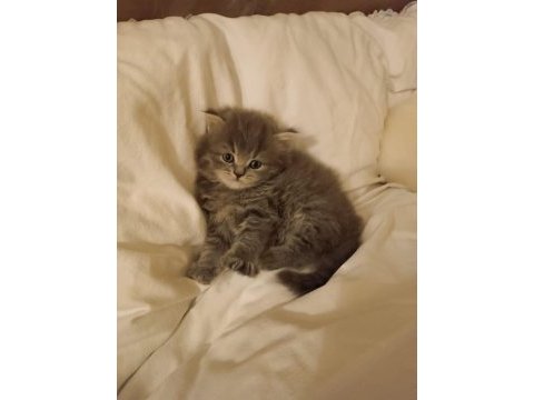 Zeka küpü british longhair