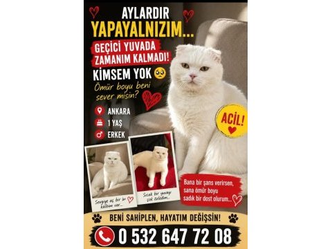 Harika huya sahip scottish fold oğluş