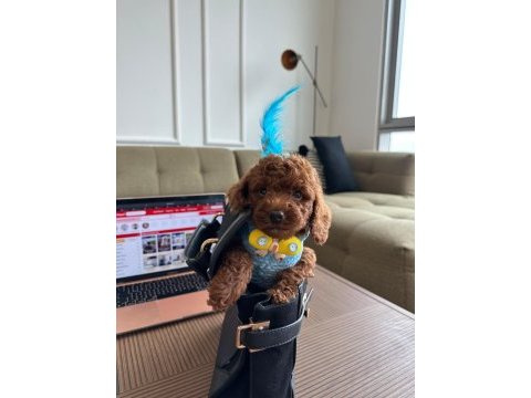 Hiçbir yerde göremeyeceğiniz toy poodle bebekler