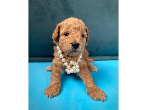 A+ maltipoo yavrular