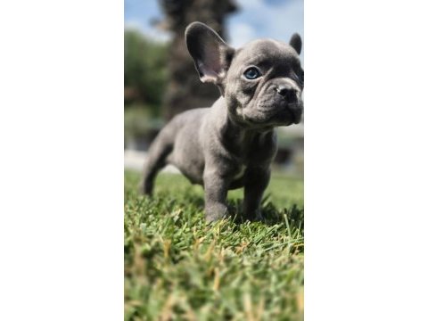 Eğitimli french bulldog yavruları istanbul 