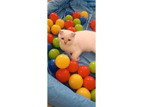 Scottish fold erkek ve dişi