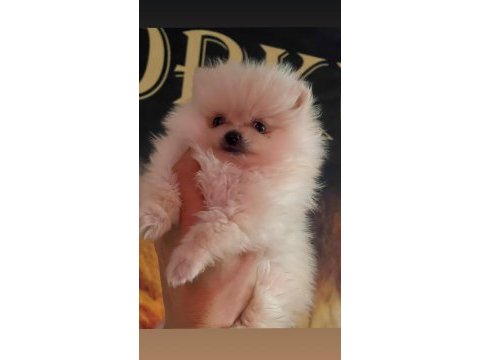 A kalite bardak boy pomeranian boo yavrular