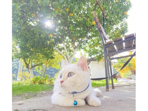 Kedimiz murphy için ömürlük sevgi dolu bir yuva arıyorum