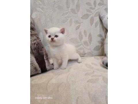 British shorthair bebekler yeni yuvalarını arıyor