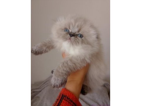 Yakışıklı bir erkek scottish fold