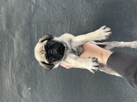 Hamburger surat gül kuyruk pug mops