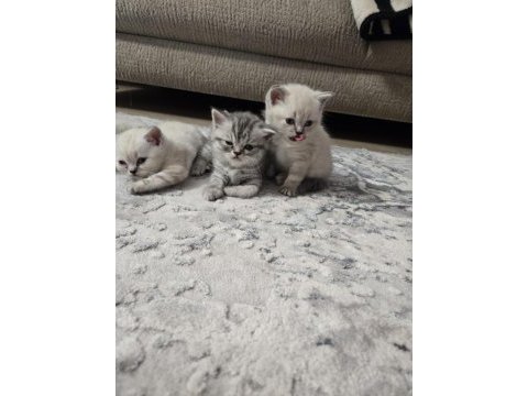 British blue point