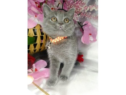 Minnoş lara yeni yuva scottish fold