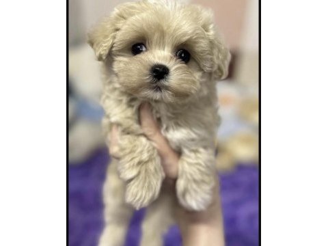 Maltipoo saf kan ırk köpeğimiz