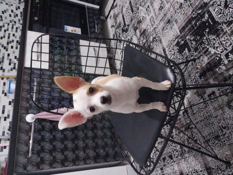 4 aylık güzel chihuahua prensesimiz yeni sahibini arıyor