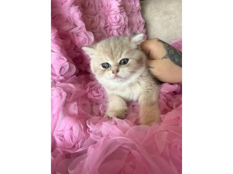 Dişi british shorthair