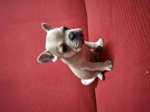 Yavru french bulldog