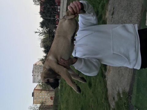A class presa canario yavruları