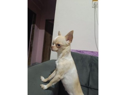 Chihuahua 16 aylık